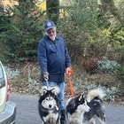 Thumbnail of www-reddit-com-r-asheville-comments-1g5plwu-found-dogs-north-asheville-beautiful-large-huskies 0