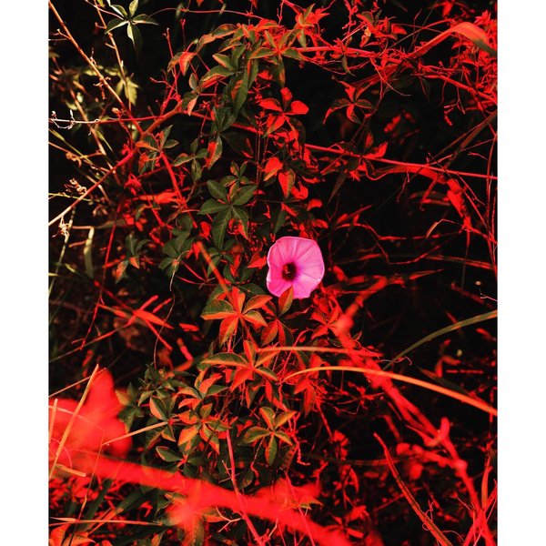 Thumbnail of p-b5u0ov7afwv-0247f70bc0d14efe 2