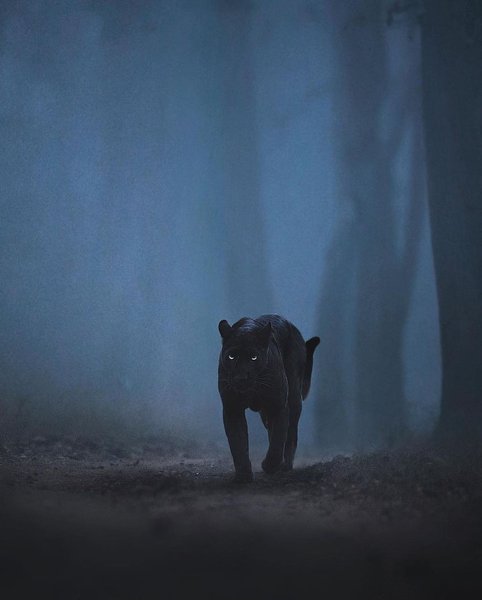 Thumbnail of p-cxoqj05t4xb-02f9c76e91c04b99 1