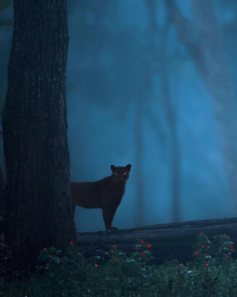 Thumbnail of p-cxoqj05t4xb-02f9c76e91c04b99 2