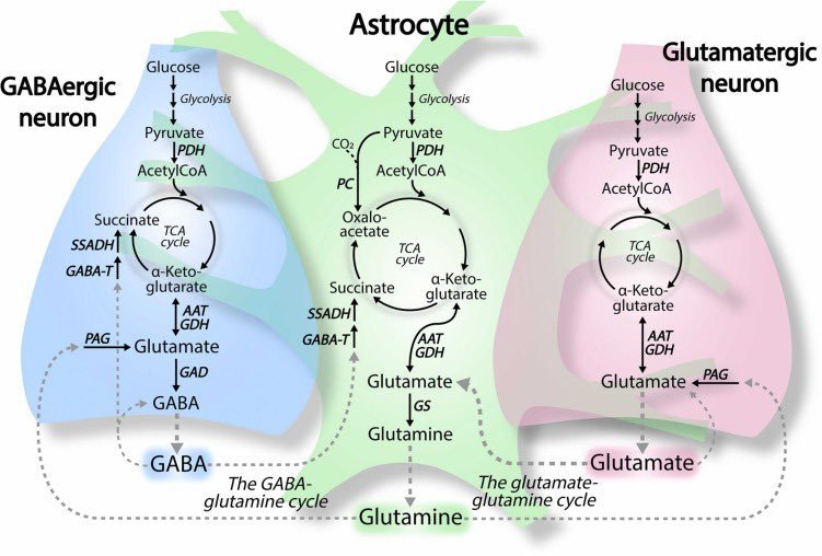 Thumbnail of www-x-com-bowtiedneuron-status-1901753741881016646-030661bb810049f0