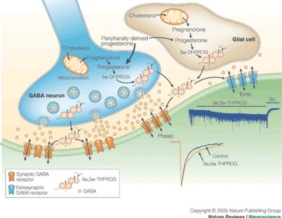 Thumbnail of www-x-com-bowtiedneuron-status-1901753741881016646-030661bb810049f0