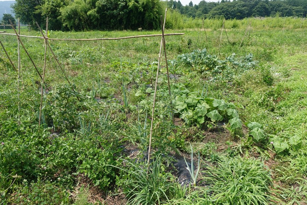 Thumbnail of www-x-com-kibi-tsuki-status-1543570359802155008-03e3b985e5ff4946