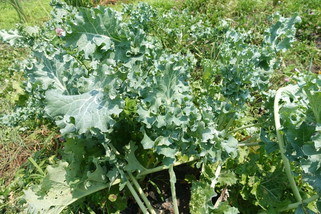 Thumbnail of www-x-com-kibi-tsuki-status-1543570359802155008-03e3b985e5ff4946