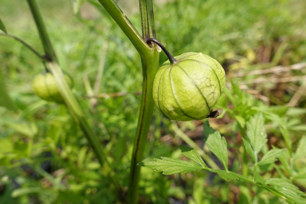 Thumbnail of www-x-com-kibi-tsuki-status-1543570359802155008-03e3b985e5ff4946