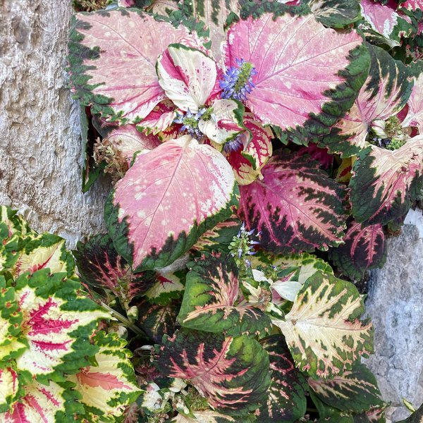 Thumbnail of p-cuvr2mlpqkq-0736c2b3ebc64e98 6