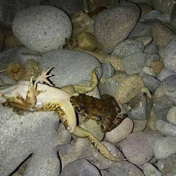 Thumbnail of csgto-ele3v-07672a790f834360 0