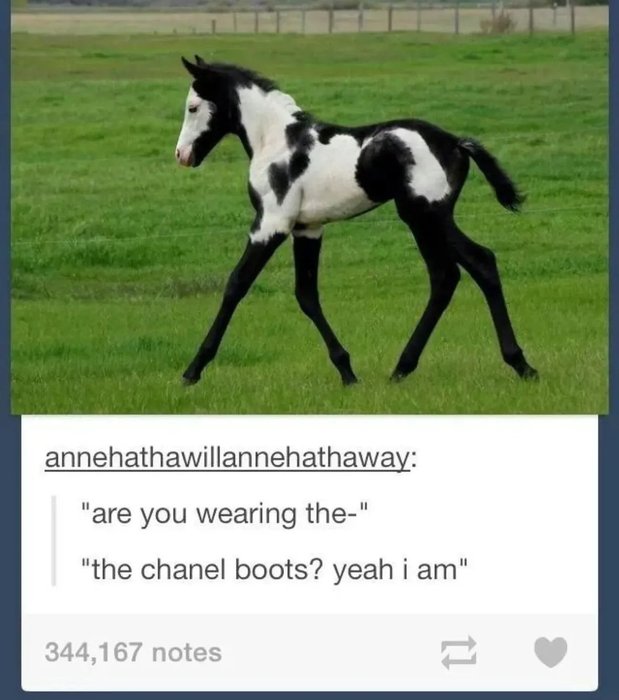 Thumbnail of www-x-com-horseimage-status-1971960005932028395-07d385d122254bea