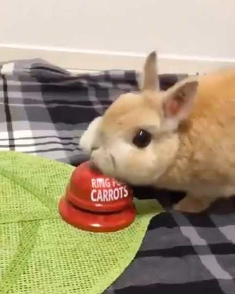 Thumbnail of p-cfnqmyyjqys-086e4b34f3ca4602 1