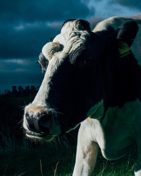 Thumbnail of p-cztztweifm0-09637337e829459a 0