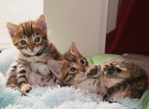 Thumbnail of p-bwo3ywfgz7t-0a1c5a350f714446 0