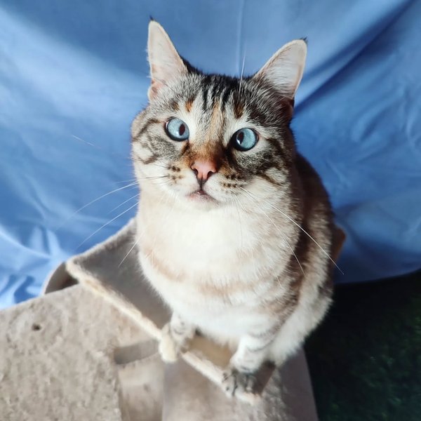 Thumbnail of p-comrqdomokl-0b8547962da04c32 2