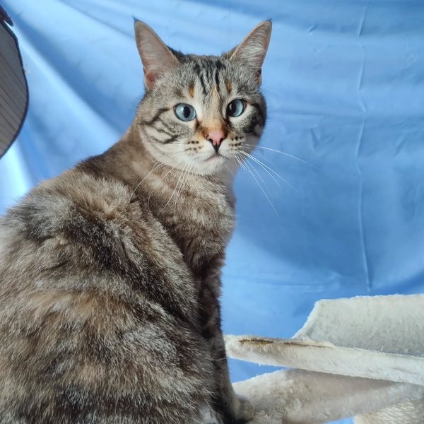 Thumbnail of p-comrqdomokl-0b8547962da04c32 4