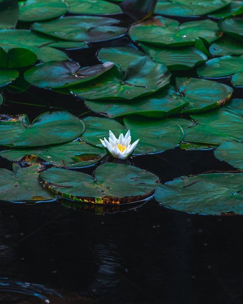 Thumbnail of p-cixrcuuqnwy-0c8278a54c634dd3 1