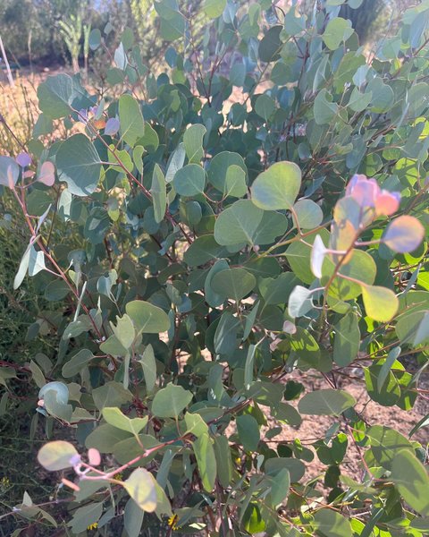 Thumbnail of p-c5h8nwaplro-0e4fc558bc99412d 0