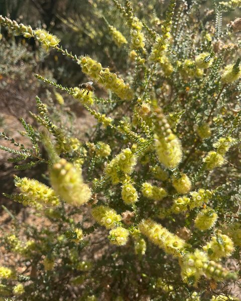 Thumbnail of p-c5h8nwaplro-0e4fc558bc99412d 2