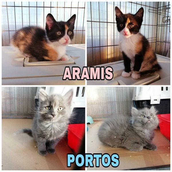 Thumbnail of cpcyh4fp5-z-0f93661ba9ee441f 0