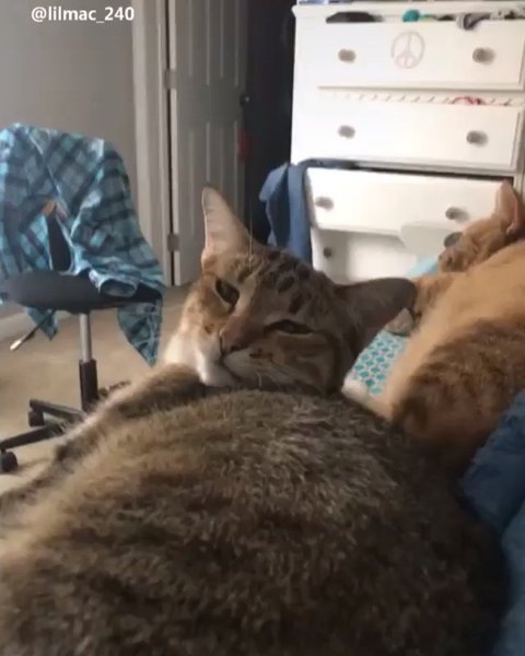 Thumbnail of b0b-fhjjytg-0fa2ecb9e0a34c9b 0