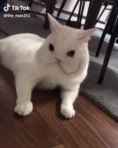 Thumbnail of b0b-fhjjytg-0fa2ecb9e0a34c9b 1