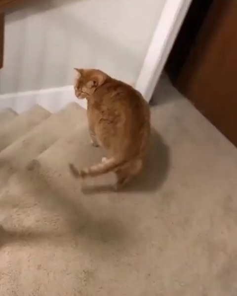 Thumbnail of b0b-fhjjytg-0fa2ecb9e0a34c9b 2