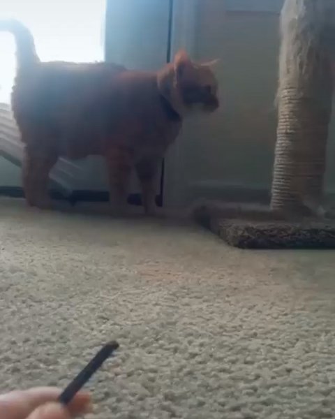 Thumbnail of b0b-fhjjytg-0fa2ecb9e0a34c9b 4