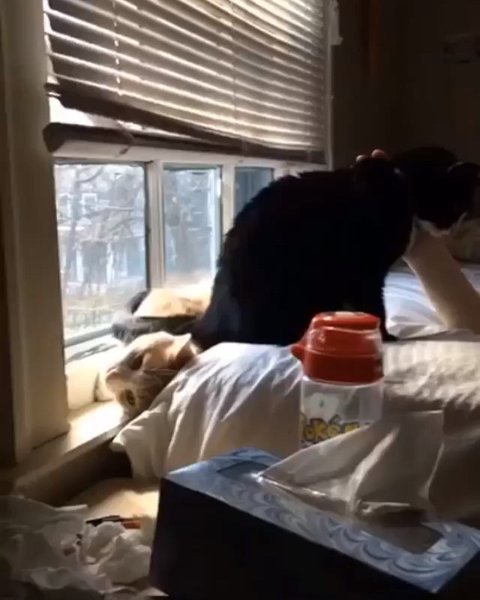 Thumbnail of b0b-fhjjytg-0fa2ecb9e0a34c9b 8