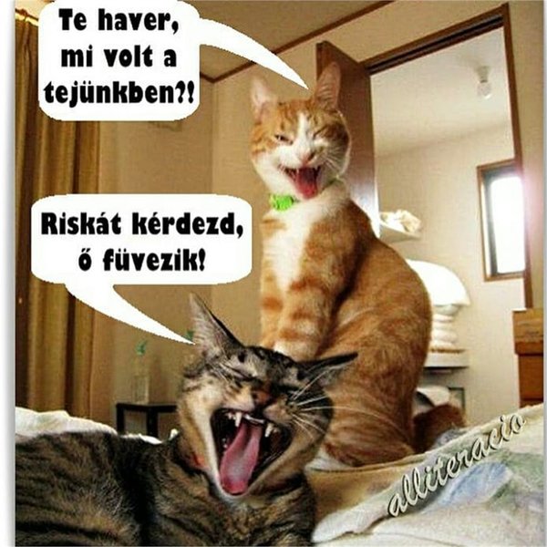 Thumbnail of bractu6a-n-12023629dfec444a 0