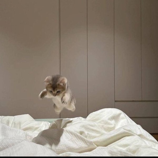 Thumbnail of p-cvvpeatou5q-12645dee44024547 8