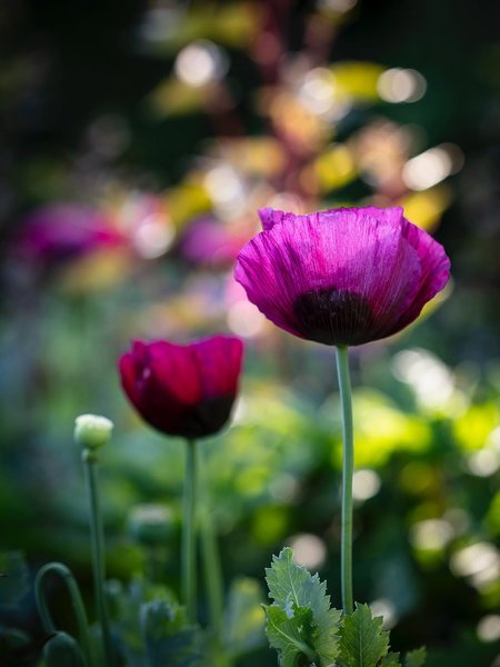 Thumbnail of www-instagram-com-p-drted3sk-pd-img-index-12 12