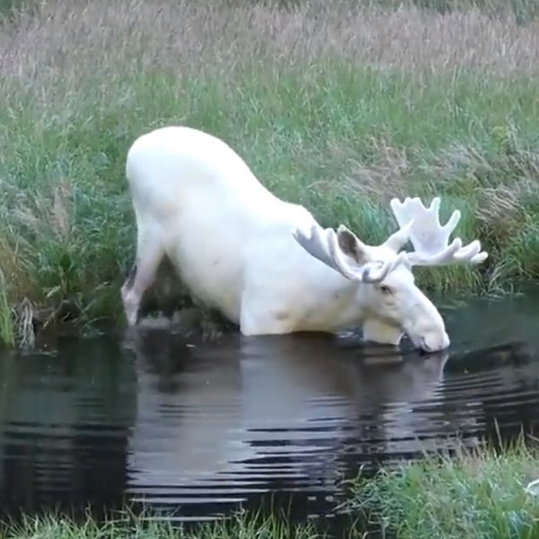 Thumbnail of p-ci0irx6o0mv-13a7fd2dfcf04e43 0