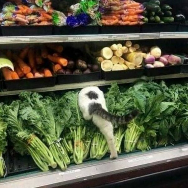 Thumbnail of p-ci0irx6o0mv-13a7fd2dfcf04e43 1