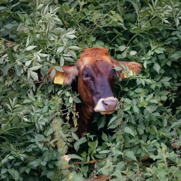 Thumbnail of p-ci0irx6o0mv-13a7fd2dfcf04e43 2