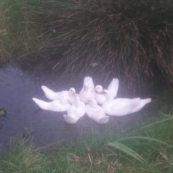 Thumbnail of p-ci0irx6o0mv-13a7fd2dfcf04e43 4