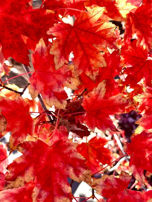 Thumbnail of www-x-com-studentoflife-status-1982277335689921016-14735cb0993a41cd