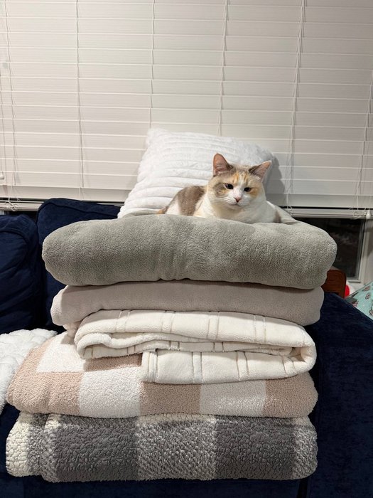 Thumbnail of www-x-com-fatfatpankocat-status-1977561145792929867-148a10390f904739