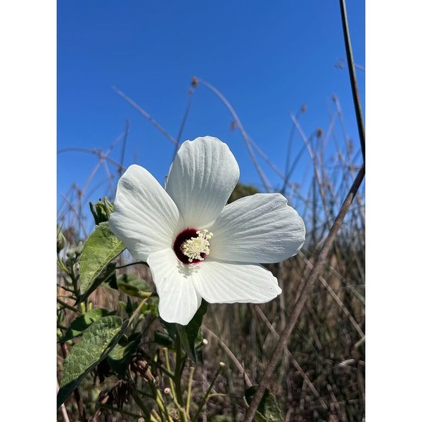 Thumbnail of www-instagram-com-p-drkqwhyd9og 0