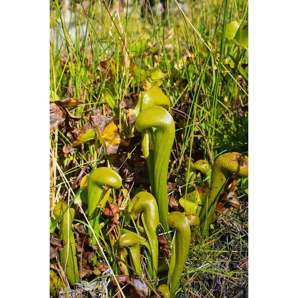 Thumbnail of www-instagram-com-p-drkqwhyd9og 1