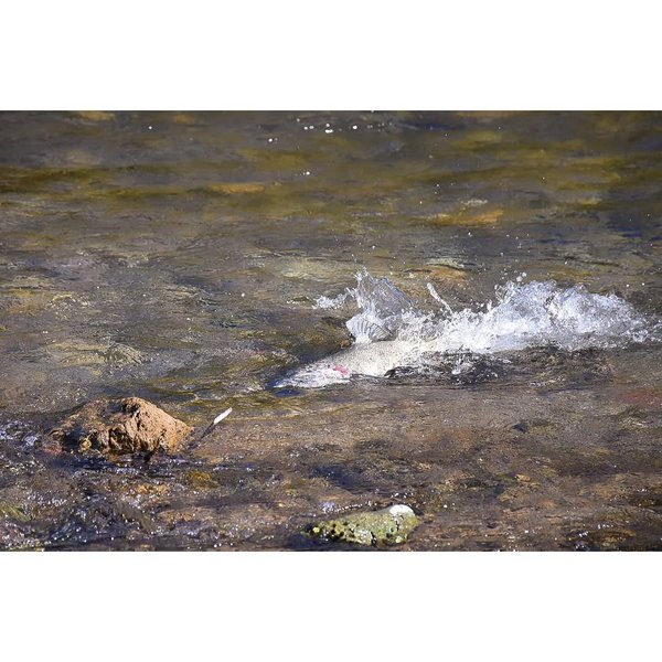 Thumbnail of www-instagram-com-p-drkqwhyd9og 2