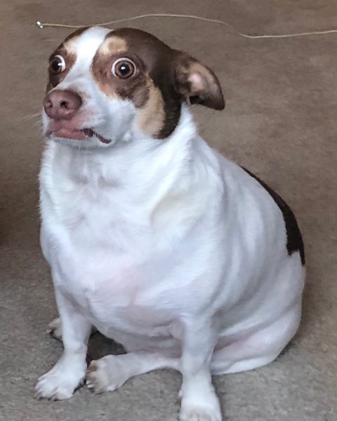 Thumbnail of p-cavbbisnu1-158695dff45144c0 0