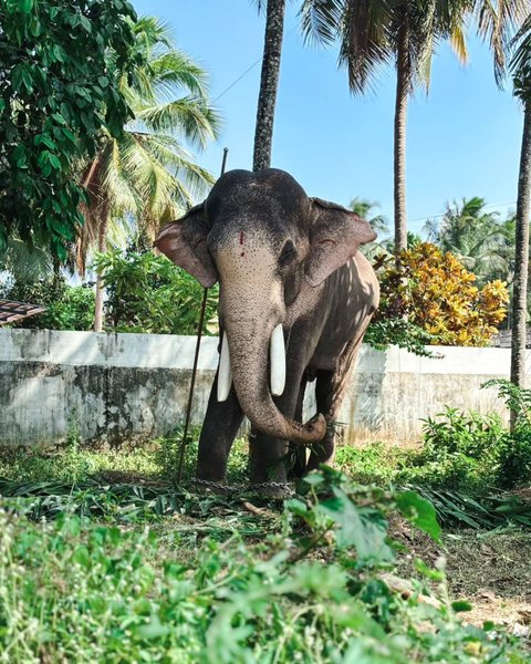 Thumbnail of p-c2lixisp4rs-16e9bb139b7449eb 0