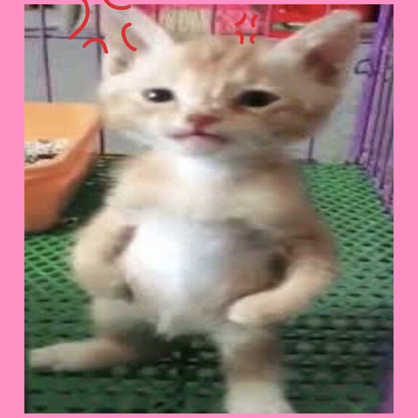 Thumbnail of p-dixvshzy3k7-17012e2d8e4e4318 8