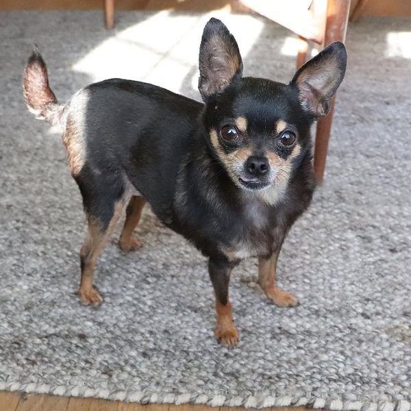 Thumbnail of p-beijg3zabuj-176abefb302a4ec0 1