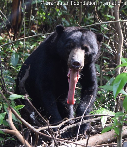 Thumbnail of ca8oe-enbee-181c517c7f41436f 0