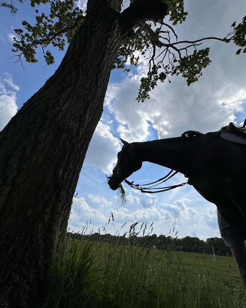 Thumbnail of p-c7bnqjoonve-18e18bb8f7854a0b 2