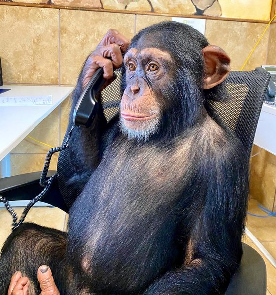 Thumbnail of p-b81qkebjslw-1a83e49341a241ef 0