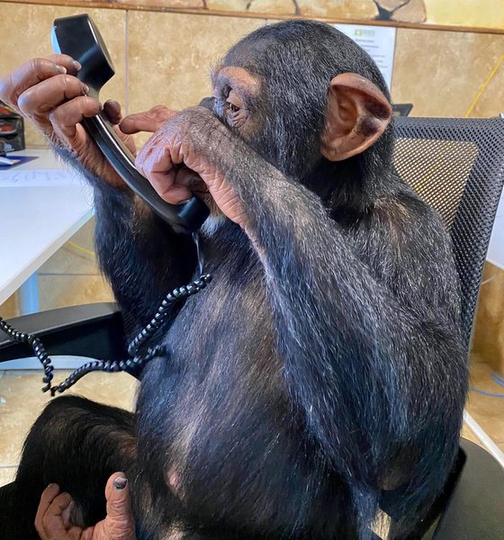 Thumbnail of p-b81qkebjslw-1a83e49341a241ef 1