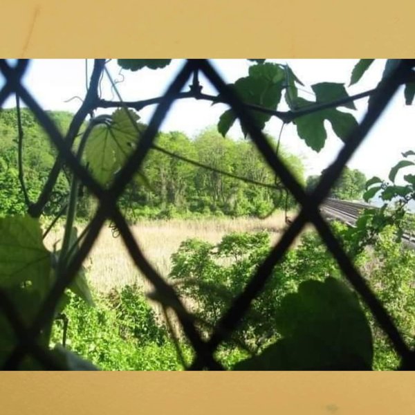 Thumbnail of p-cznrf74va4q-1a9f0d3168d94965 0