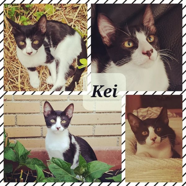 Thumbnail of p-csoymvborzh-1bc9ae8c44c24dd4 0