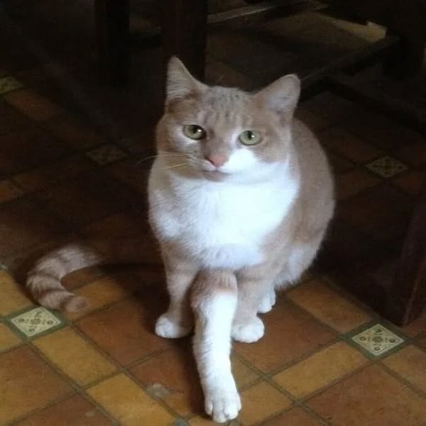 Thumbnail of p-cwlorjaocem-1dac2a78d52e416d 0