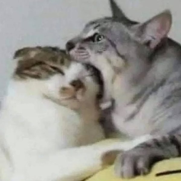 Thumbnail of p-cwlorjaocem-1dac2a78d52e416d 1